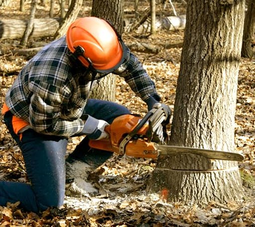 Tree Removal in Notrees, TX